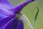 Alabama larkspur